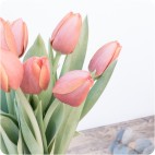 Paquete de Tulipanes Holandeses