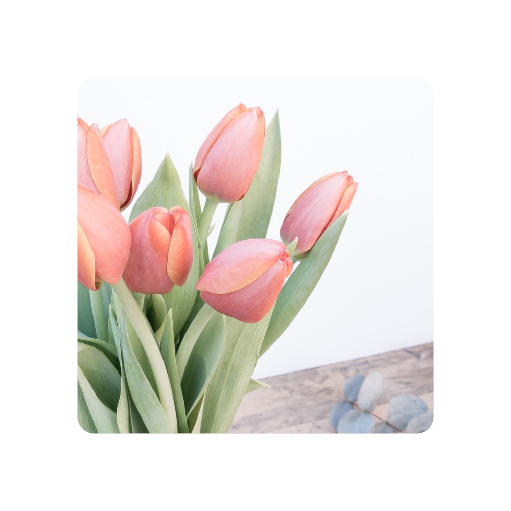 Top 200+ tulipanes holandeses precio