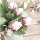 Paquete de Tulipanes Holandeses MELROSE