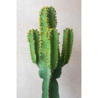 Cactus IGENS