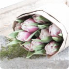 Paquete de Tulipanes Holandeses MELROSE