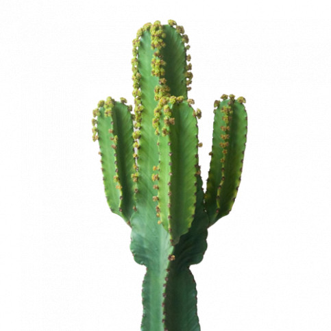 Cactus IGENS