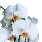 Planta Orquidea Calidad Premium